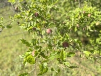 Zalaegerszeg Nyaraló