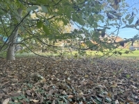 Teskánd Családi ház