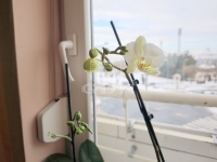 Zalaegerszeg Lakás (téglaépítésű)